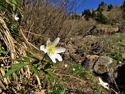 09 Anemoides nemorosa (Anemone dei boschi) ...primavera anche alle Baite di Mezzeno!